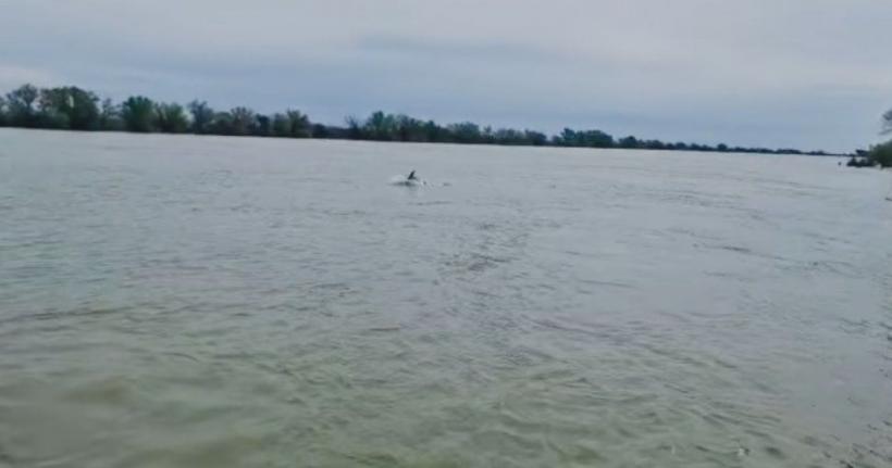 Imagini virale în Deltă. Delfinii au pătruns pe cursul Dunării, pe Brațul Sulina