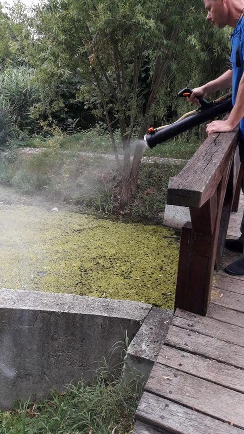 Primăria Capitalei declară război țânțarilor. Când începe marea igienizare 18837450