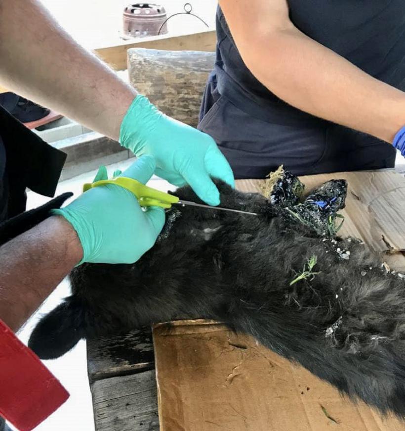 Misiune specială: Cățel salvat de pompieri 18838302