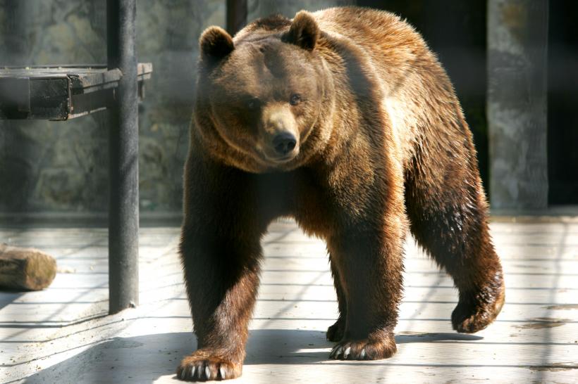Un urs a fost văzut într-o curte din Comarnic