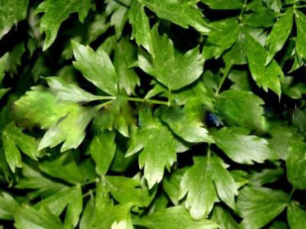 Cum păstrăm verdețurile proaspete? 18838446