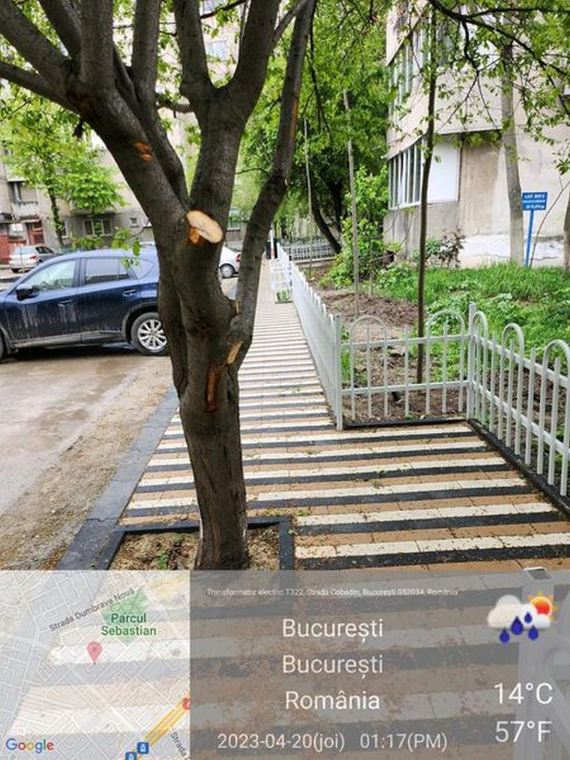 În Sectorul 5 spațiul verde a fost betonat, iar copacii încadraţi în trotuar.Reacţia Gărzii de Mediu 18838895