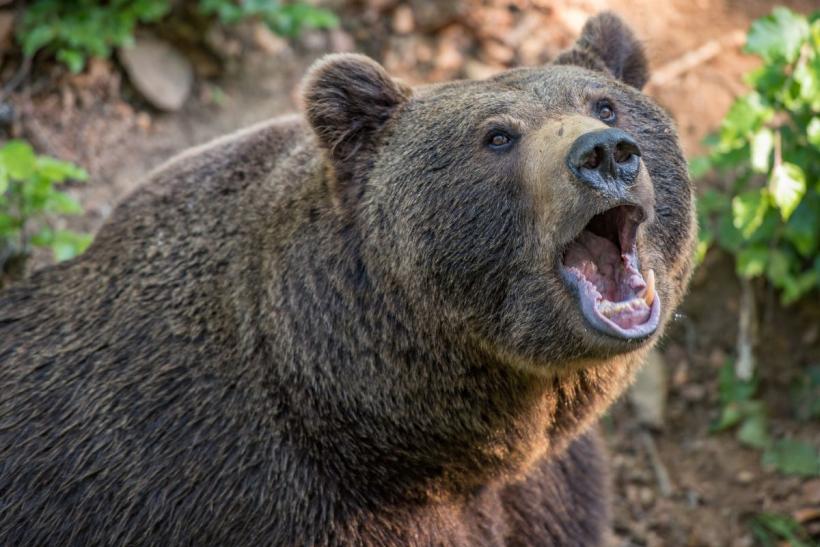 Panică la Sibiu: Un urs a fost văzut în zona Aeroportului. A fost transmis mesaj Ro-Alert