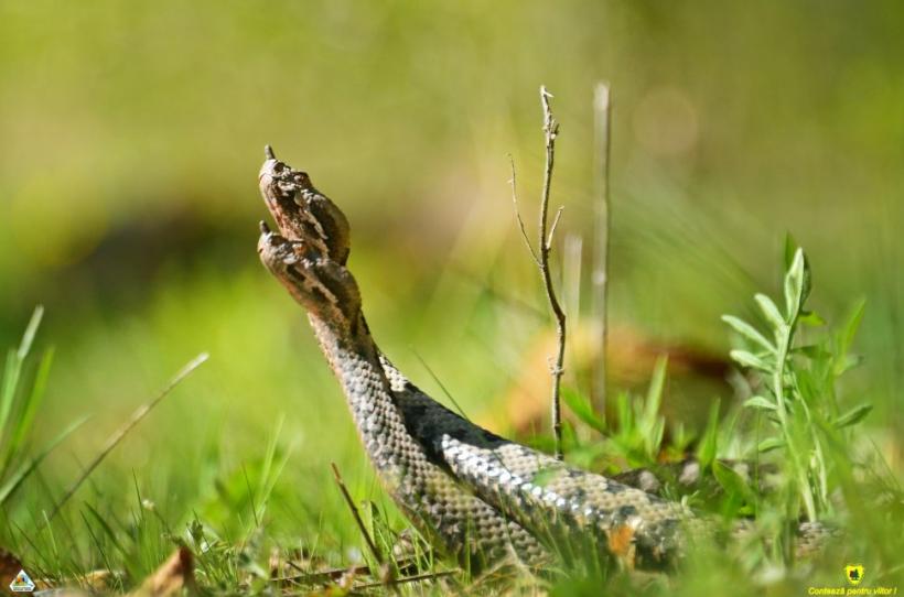 Cum ne ferim de şerpi şi cum procedăm în caz că suntem muşcaţi de viperă