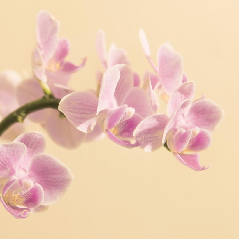 Cum să ai grijă de orhidee pentru a te bucura de flori superbe