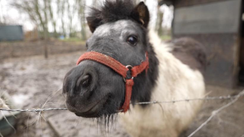 "Sătul de oraș", seria de reportaje Observator, Antena 1,o radiografie a fenomenului masiv pe care îl reprezintă mutarea tinerilor la sat 18839079