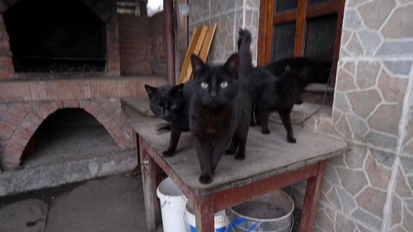 "Sătul de oraș", seria de reportaje Observator, Antena 1,o radiografie a fenomenului masiv pe care îl reprezintă mutarea tinerilor la sat 18839081