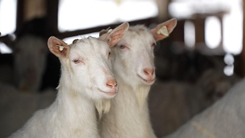 "Sătul de oraș", seria de reportaje Observator, Antena 1,o radiografie a fenomenului masiv pe care îl reprezintă mutarea tinerilor la sat 18839085