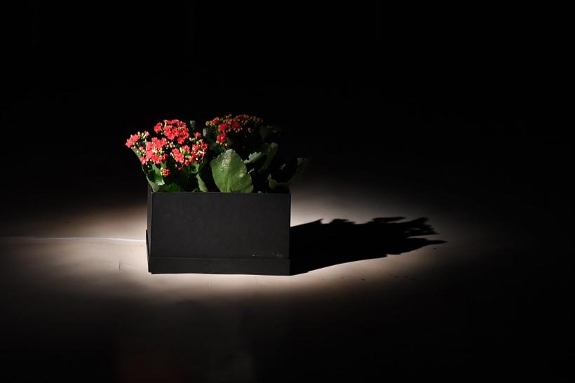 Premieră la unteatru: Otravă, de Lot Vekemans, pentru prima dată pe o scenă din România, în regia lui Toma Dănilă 18838762