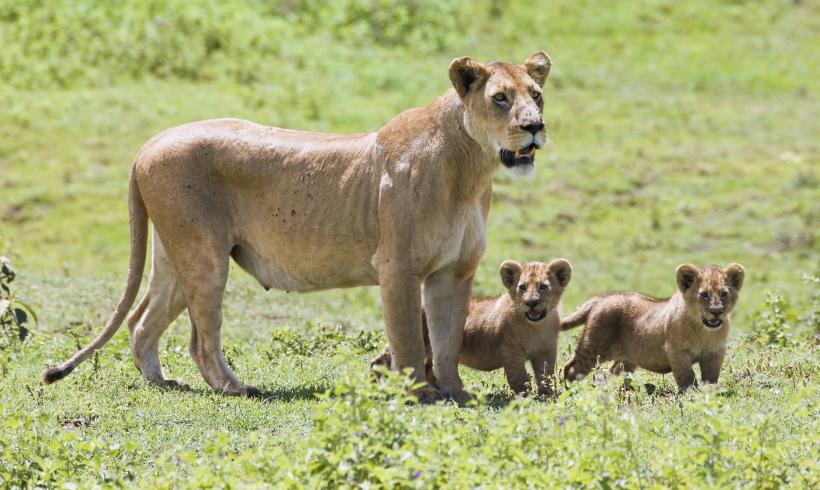 Masacru: Zece lei au fost uciși în Kenya