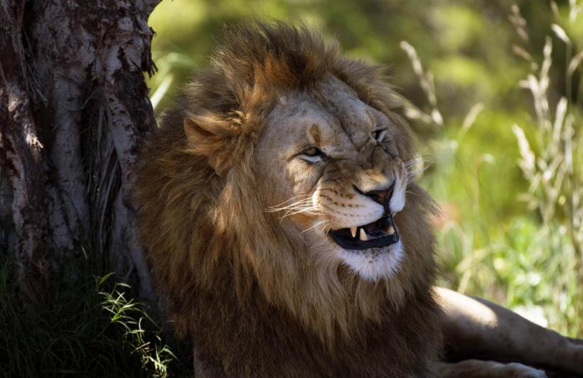 Masacru: Zece lei au fost uciși în Kenya 18839425