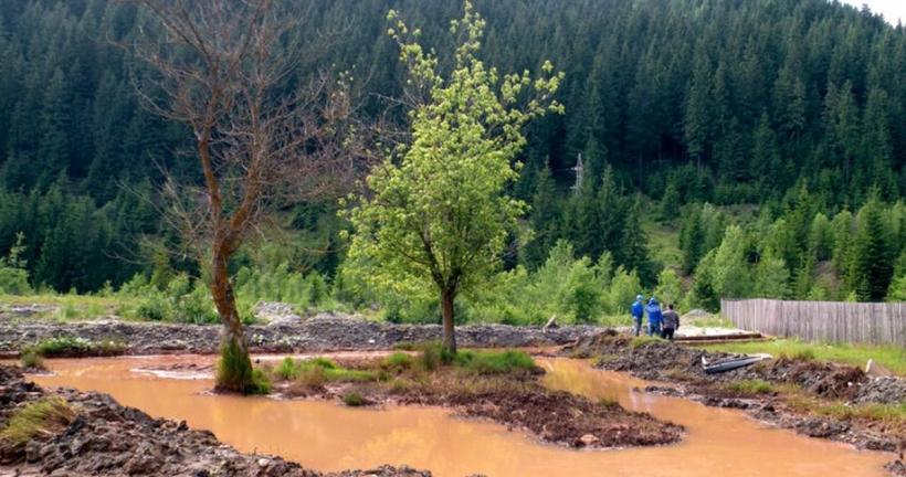 Câmpurile otrăvite ale României. Locul în care animalele pasc metale grele 18839555
