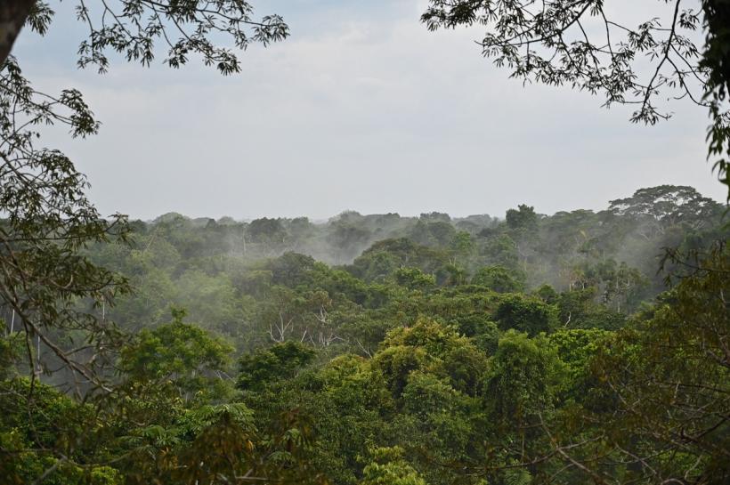 Patru copii, între care un bebeluș, găsiți vii în junglă la două săptămâni după prăbușirea avionului! 18840011