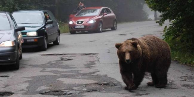 Un urs s-a plimbat nestingherit pe o stradă din Comarnic. Autoritățile au emis RO-ALERT