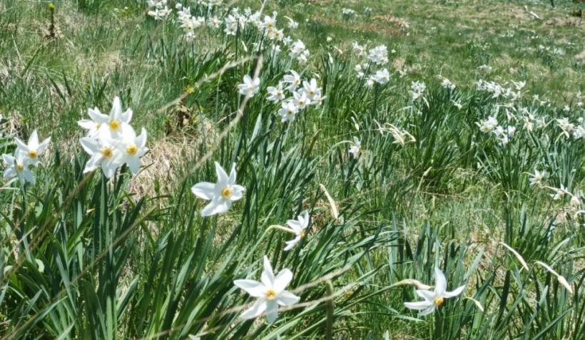 Poiana cu Narcise din Munții Rodnei a început să înflorească