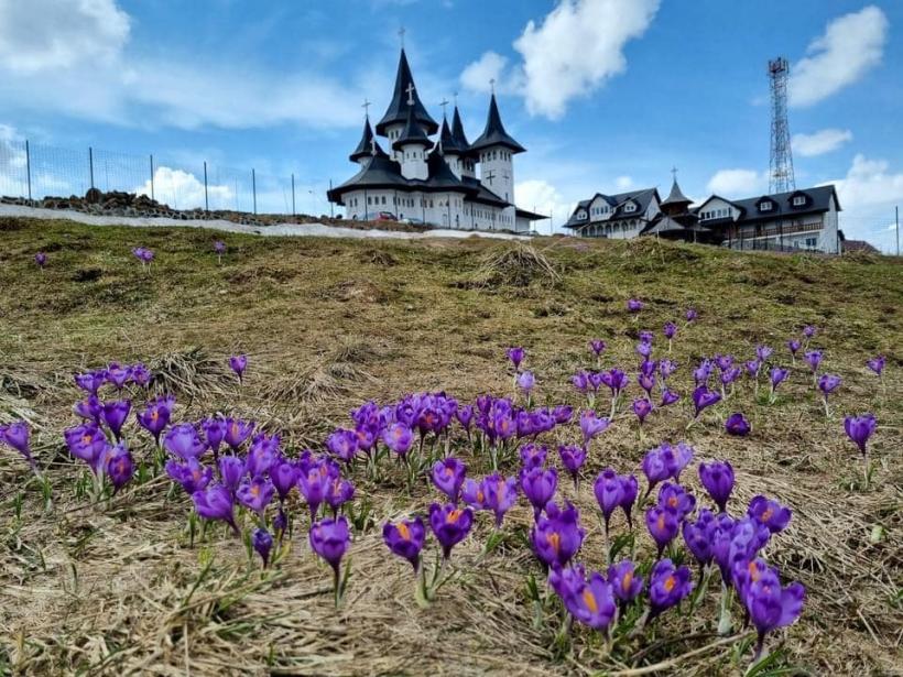 Poiana cu Narcise din Munții Rodnei a început să înflorească 18840571