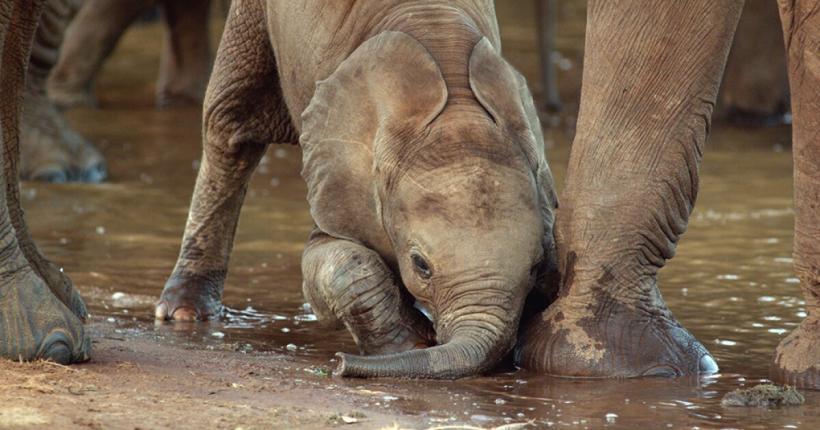 Prima ediție LYNX Festival, eveniment de fotografie și film documentar dedicat exclusiv naturii, are loc între 1 – 5 iunie la Brașov 18839800