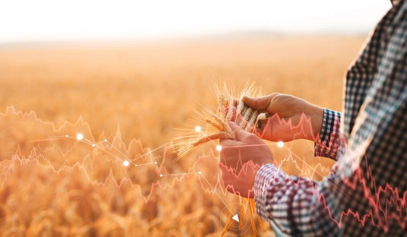 Cum obții un randament optim al culturii de grâu - 3 aspecte-cheie de care să ții cont