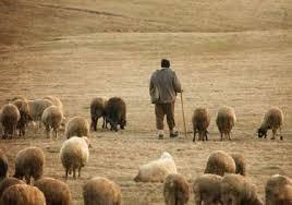 Tradiția urcatului oilor la munte, reluată pentru turiști într-un sat din Sibiu