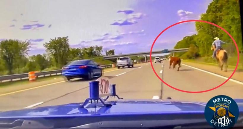 Urmărire spectaculoasă pe o autostradă din SUA: un cowboy cu lasou a prins o vacă