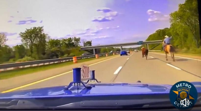 Urmărire spectaculoasă pe o autostradă din SUA: un cowboy cu lasou a prins o vacă 18841041
