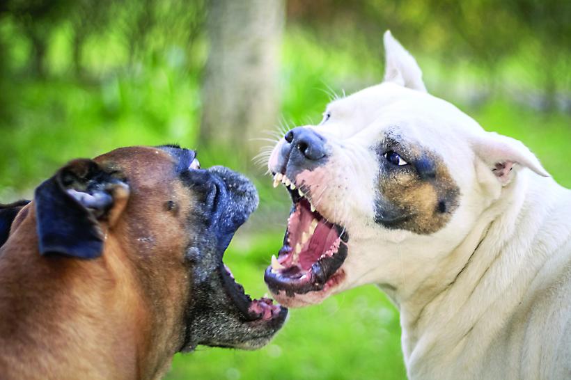 Lupte între câini și antrenament cu animale vii, într-o comună din Bistrița-Năsăud