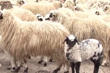 Sute de oi furate de la stâne din județul Galați