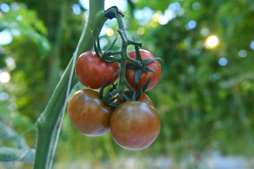 România, țara substanțelor periculoase: Mii de tone, confiscate de polițiști. Cât de toxică este mâncarea noastră?   18841694