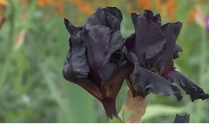Irisul negru, folosit în industria alimentară. Cum se obține zahăr dintr-o floare?