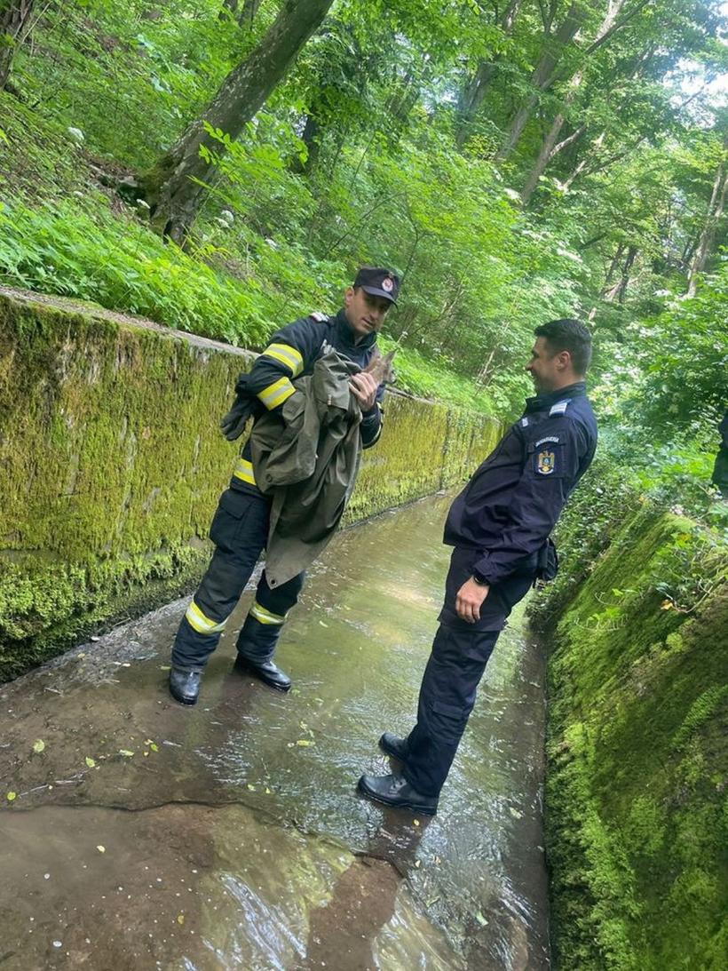 Un pui de căprioară a fost salvat după ce rămăsese blocat într-un canal 18841874