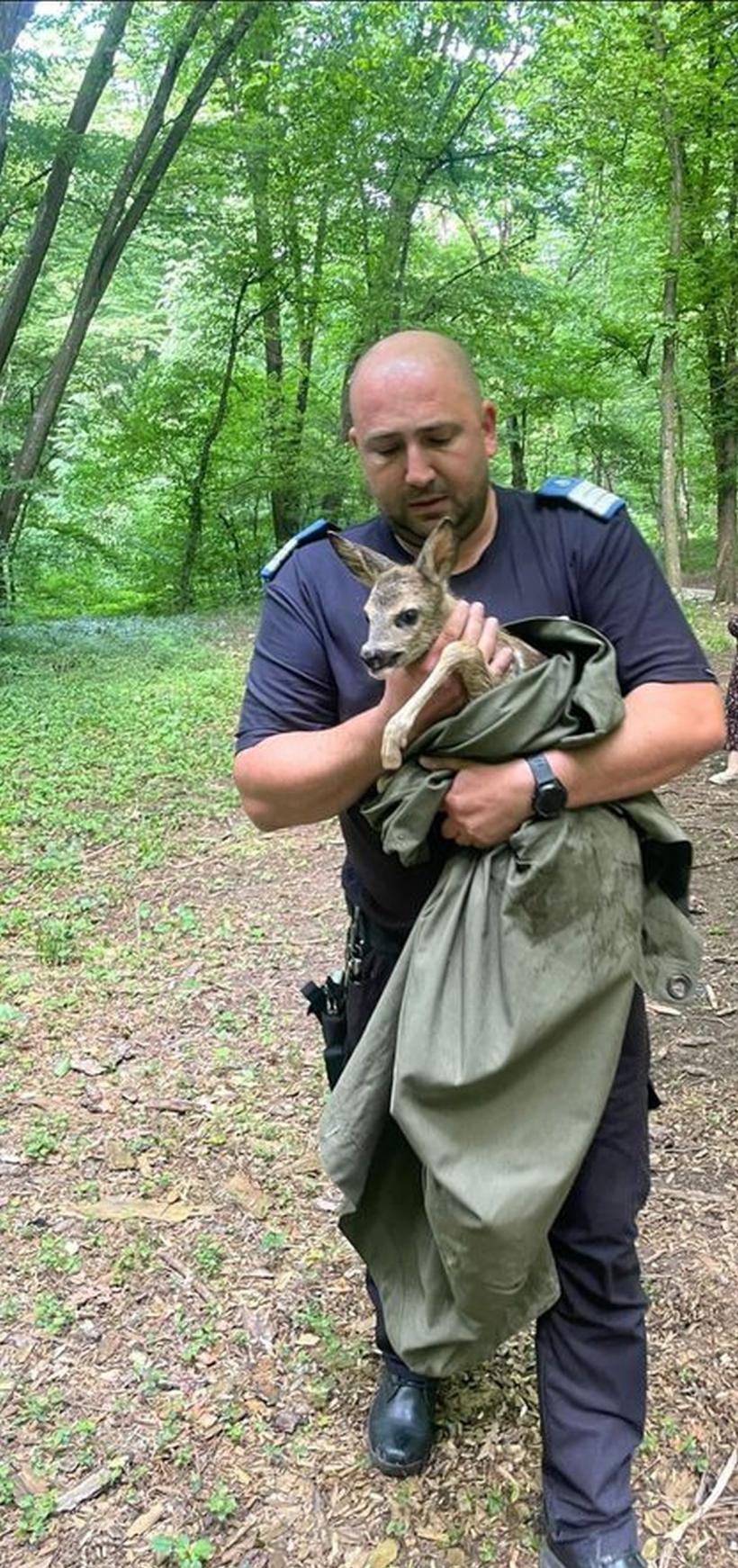 Un pui de căprioară a fost salvat după ce rămăsese blocat într-un canal 18841876