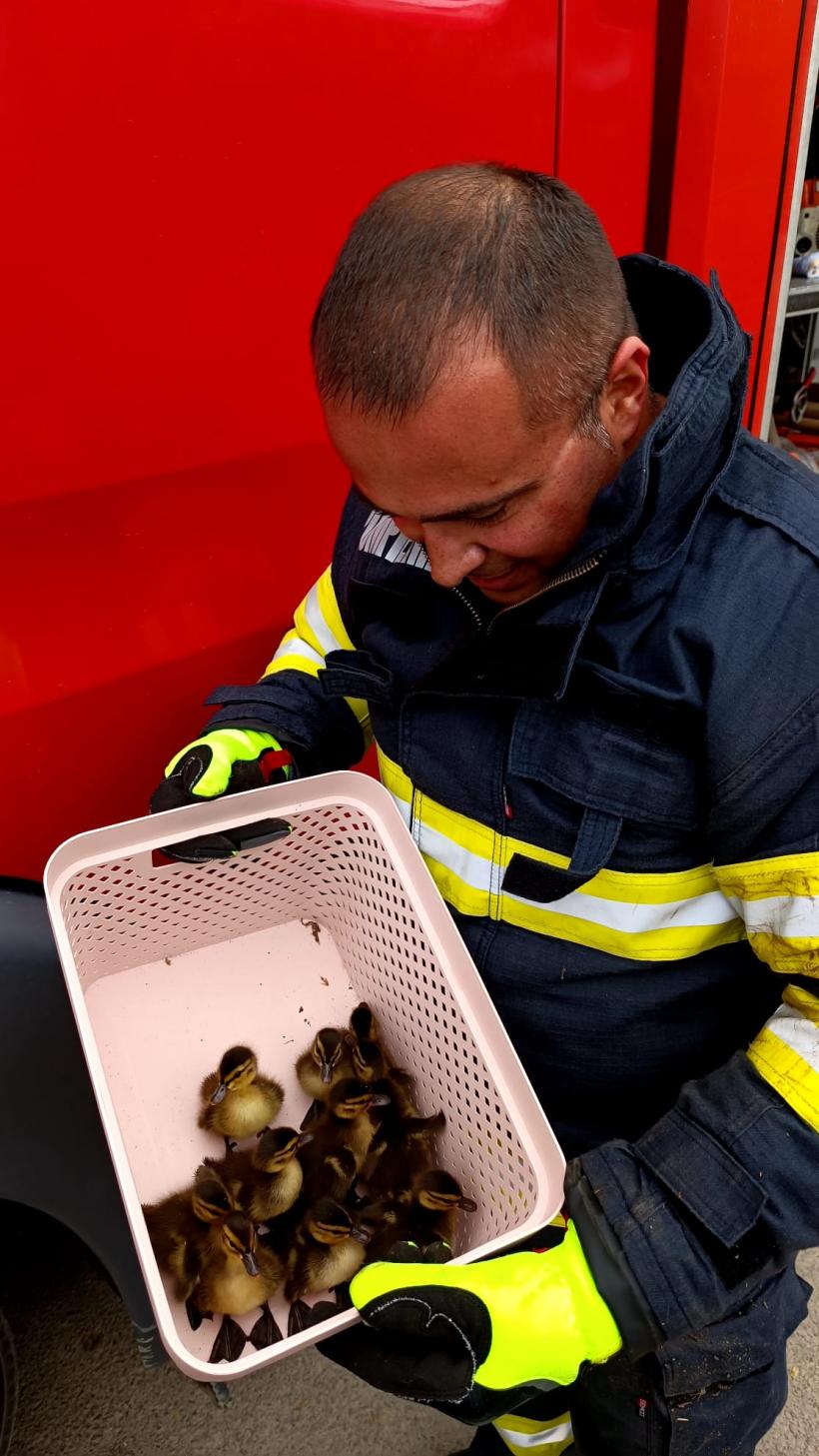 Pompierii constănțeni au salvat... 10 rățuște blocate 18842063