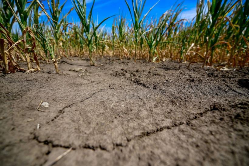 Guvernul îi lasă pe fermieri cu ochii în soare. Le taie din despăgubirile de secetă 18842414