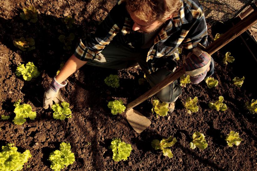 9 verdețuri cultivate în luna iunie pentru a avea salate proaspete toată vara