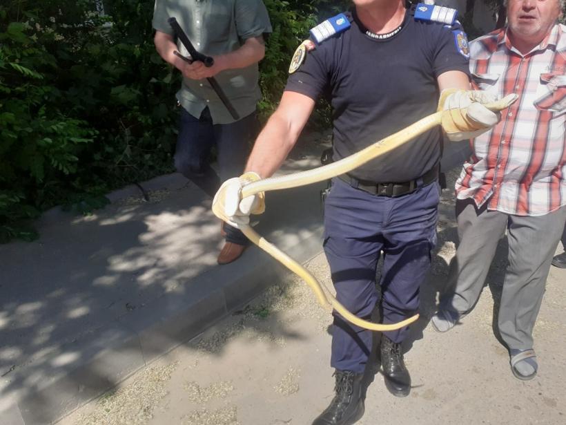 Jandarmii și angajații ISU au prins un șarpe urcat într-un copac în apropierea unui bloc