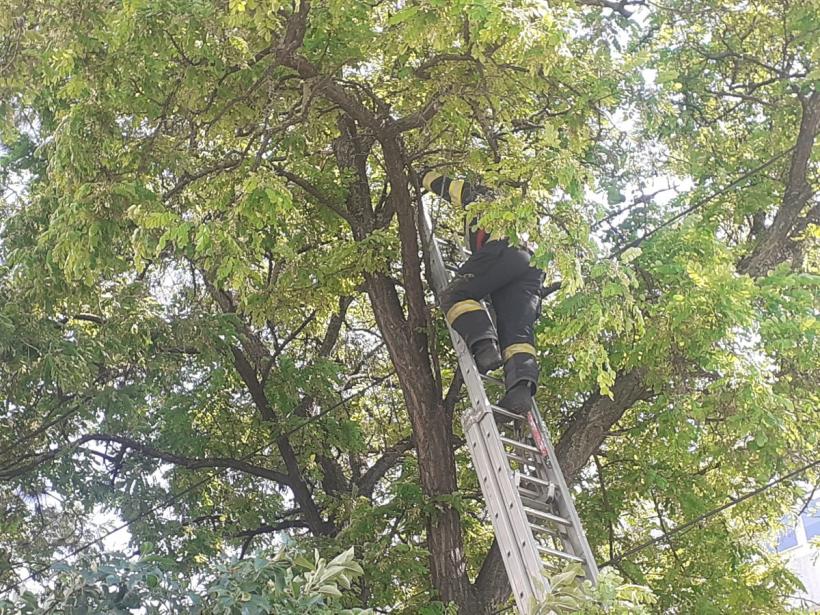 Jandarmii și angajații ISU au prins un șarpe urcat într-un copac în apropierea unui bloc 18842924