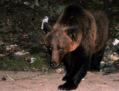 Urs văzut pe o stradă din Bușteni. A fost emis mesaj Ro-Alert