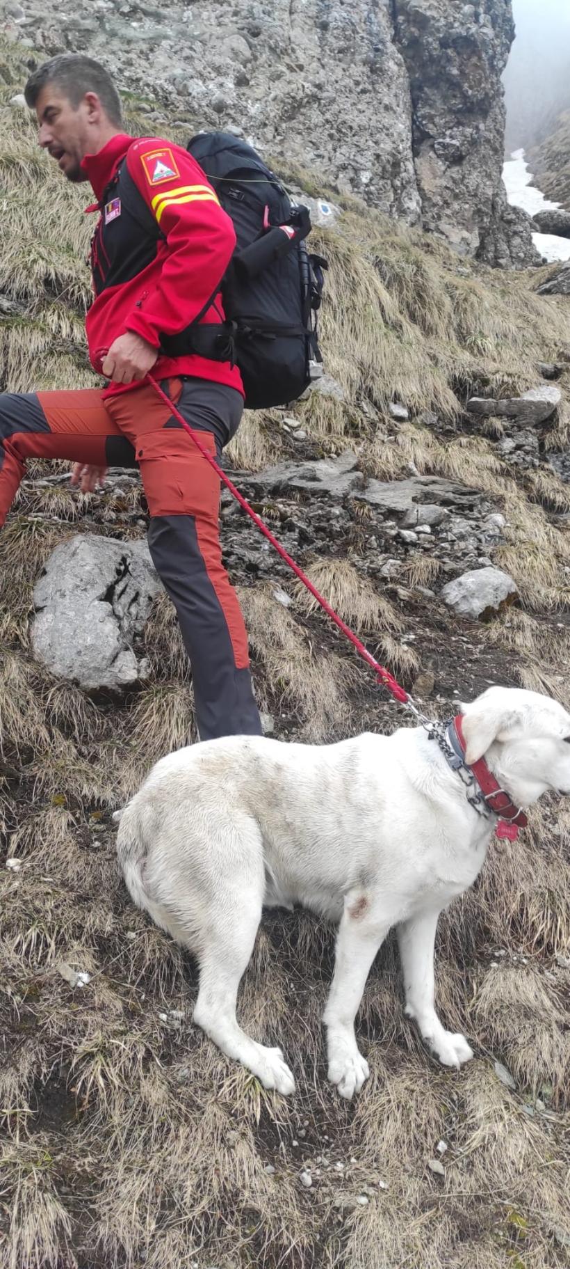 Căzut într-o prăpastie: Acolo unde niciun om nu a scapat cu viață, un câine a fost recuperat de salvatori