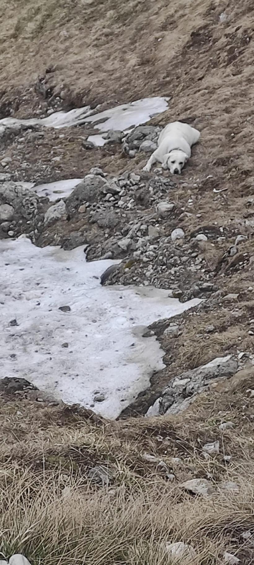 Căzut într-o prăpastie: Acolo unde niciun om nu a scapat cu viață, un câine a fost recuperat de salvatori 18843070