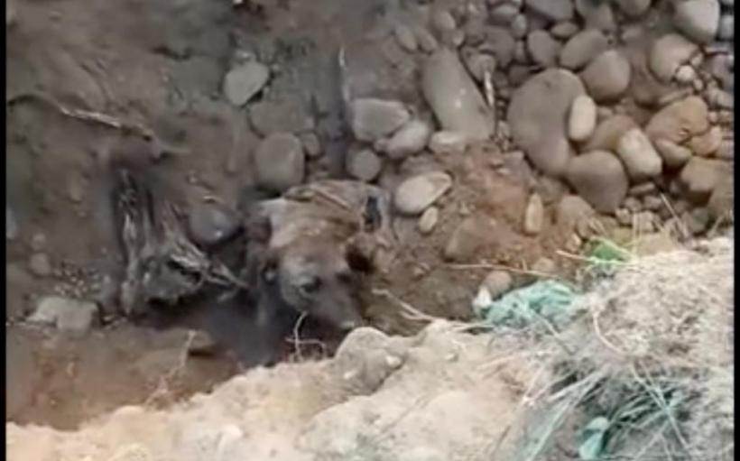 Cățel captiv peste 24 de ore într-o conductă îngustă, salvat de pompierii hunedoreni 18843074