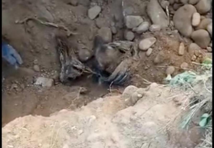 Cățel captiv peste 24 de ore într-o conductă îngustă, salvat de pompierii hunedoreni 18843075