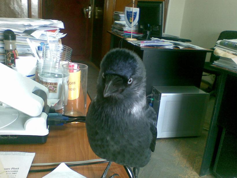 Jurnalul 30 de ani! Îmblânzitorii de păsări de la 8, soldații Galaxiei Gutenberg 18843429