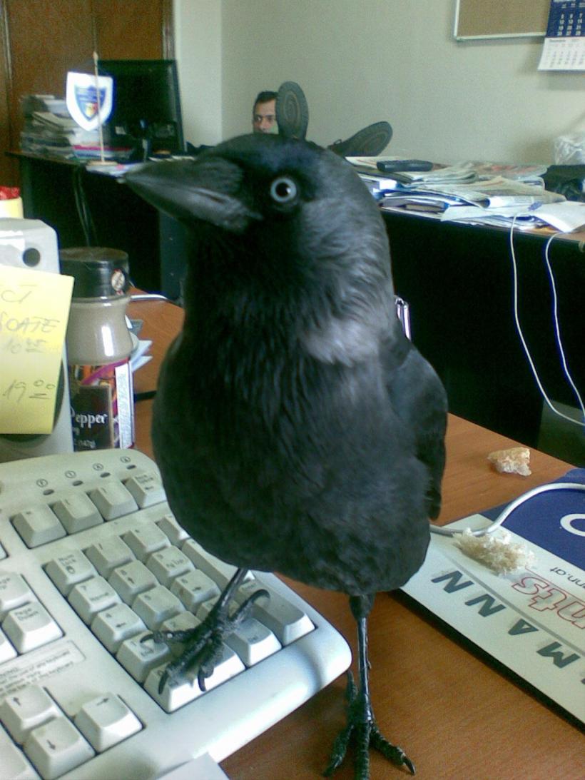 Jurnalul 30 de ani! Îmblânzitorii de păsări de la 8, soldații Galaxiei Gutenberg 18843430