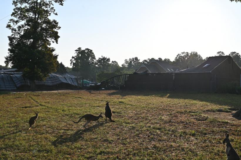 Incendiu la grădina zoologică din Virginia 18843519