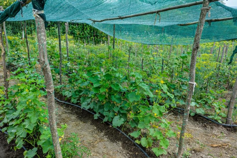 3 moduri în care poți utiliza plasele de umbrire pentru grădina ta 
