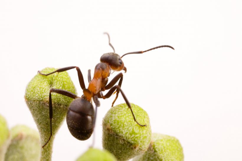 Condimentul care ține furnicile departe de casa ta. Cum acționează
