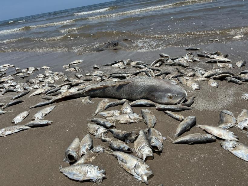 Efectele caniculei în SUA. Mii de pești morți au apărut pe plajele din Golful Mexic