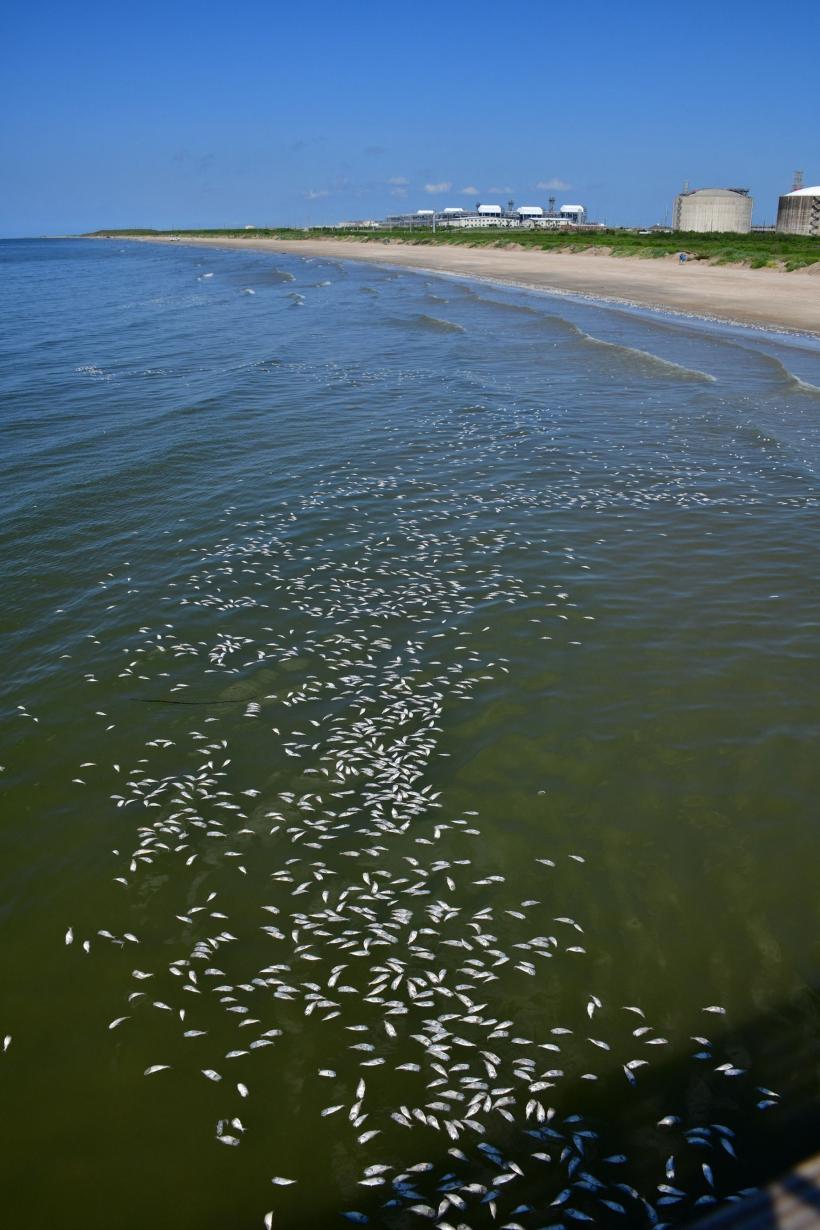 Efectele caniculei în SUA. Mii de pești morți au apărut pe plajele din Golful Mexic 18845001