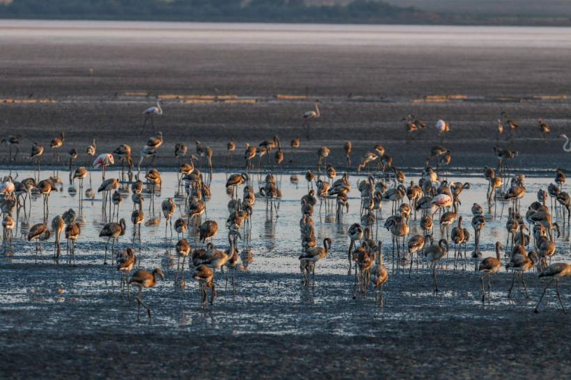 O cunoscută lagună din Spania, folosită de păsările flamingo drept loc de reproducere, a secat