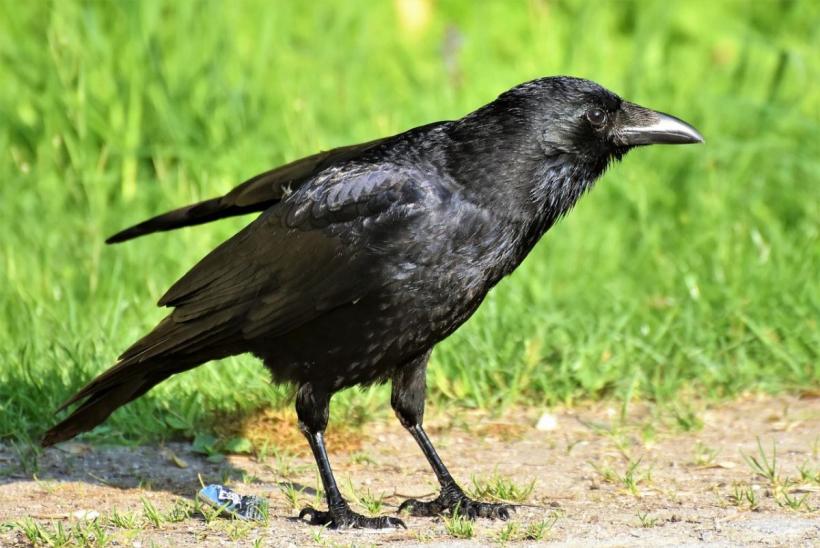O nouă cruciadă, marca Daea: După cormorani, și ciorile intră în bătaia puștii 18845905
